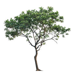 Obraz premium APOCYNACEAE Tree Beautifully Captured on White Background