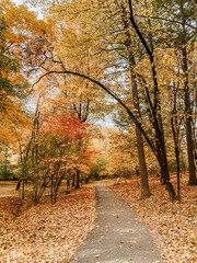 Fototapeta premium A peaceful autumn path lined with golden and red trees, covered in fallen leaves, capturing the serene beauty of nature during the fall season, perfect for a tranquil walk in the forest.