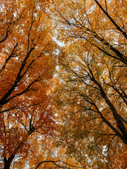 A breathtaking view of a golden autumn tree canopy, with vibrant leaves and branches stretching toward the sky, capturing the peaceful beauty of fall from a unique perspective.