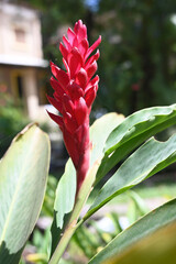 vegetation garden plants colorful flowers beauty and perfume botany nature