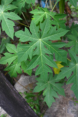 Naklejka premium aromatic herbs spices vegetation natural plants beauty and perfumery botanical nature