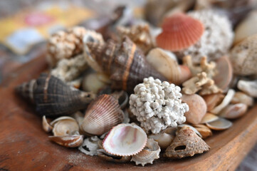 corals oysters beach brazilian coastline sea atlantic ocean sunny day natural beauty Bahia brazil holidays