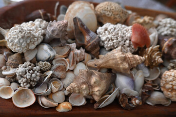 corals oysters beach brazilian coastline sea atlantic ocean sunny day natural beauty Bahia brazil holidays