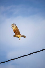 red kite in flight