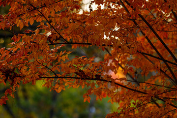 Changing of the seasons 