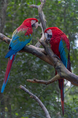 Guacamaya roja (Ara macao). Es conocida por su plumaje vibrante de colores rojo, amarillo y azul. 