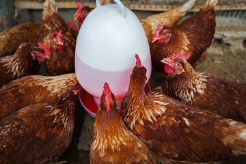 brown chicken drinking water from a feeder bucket in rural farm