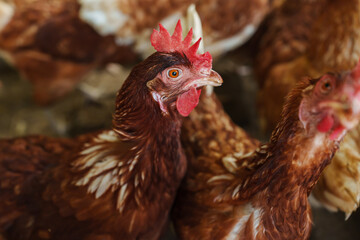 close up brown chicken or hen lay eggs in rural farm