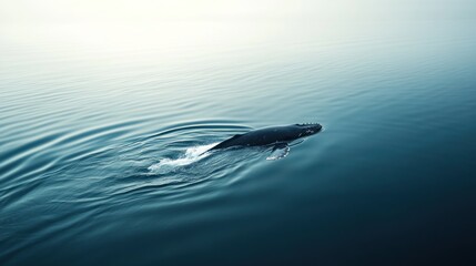 Obraz premium A whale swims gracefully through calm waters, creating gentle ripples in the serene ocean.