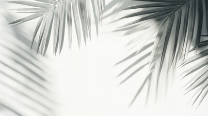 Obraz premium Palm Leaf Shadow Abstract