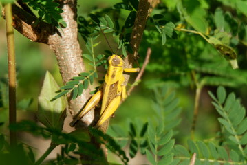 leaf-eating grasshoppers in the fields