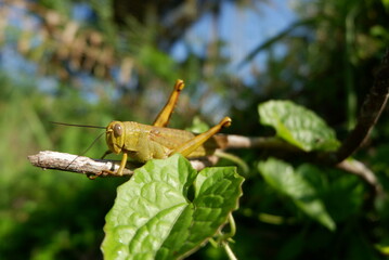 leaf-eating grasshoppers in the fields