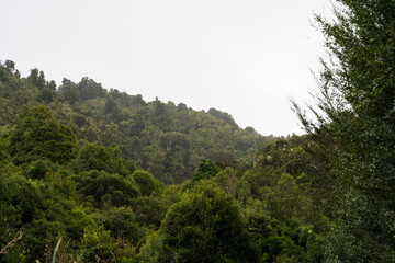 View from along the Mangawhero Forest Walk near Ohakune, New Zealand
