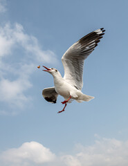 Seagulls flying in the blue sky, chasing after food to eat at Bangpu, Thailand.