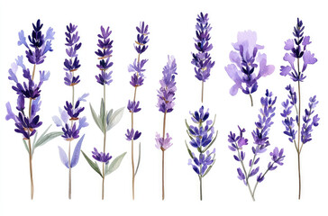A Variety of Lavender Sprigs in Different Sizes  Minimalist Floral Design