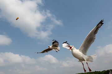 Seagulls flying in the blue sky, chasing after food to eat at Bangpu, Thailand.