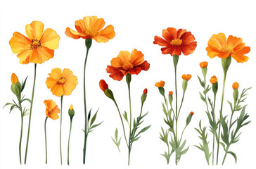 Fototapeta premium A Variety of Marigold Flowers in Different Sizes and Colors Bright and Cheerful Botanical Illustrations