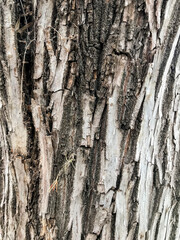 Texture of the bark of a tree