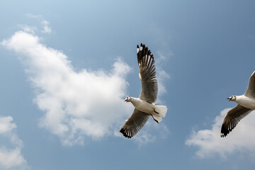 Seagulls flying in the blue sky, chasing after food to eat at Bangpu, Thailand.