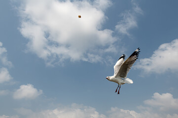 Seagulls flying in the blue sky, chasing after food to eat at Bangpu, Thailand.