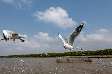 Seagulls flying in the blue sky, chasing after food to eat at Bangpu, Thailand.