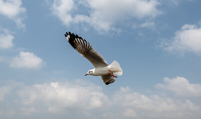Seagulls flying in the blue sky, chasing after food to eat at Bangpu, Thailand.
