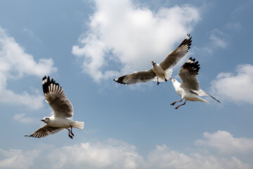 Seagulls flying in the blue sky, chasing after food to eat at Bangpu, Thailand.