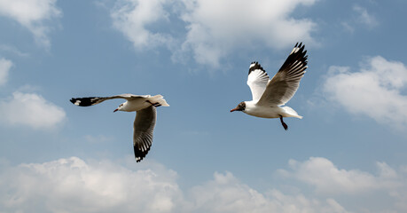 Seagulls flying in the blue sky, chasing after food to eat at Bangpu, Thailand.