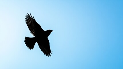 Fototapeta premium A silhouette of a bird in flight against a clear blue sky.