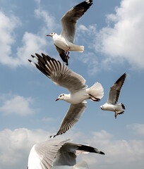 Seagulls flying in the blue sky, chasing after food to eat at Bangpu, Thailand.