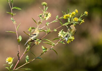 Two birds perched on a flowering branch