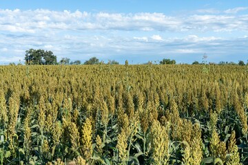 Sorghum field under a blue sky