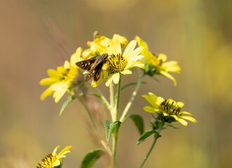 Butterfly on Yellow Flower