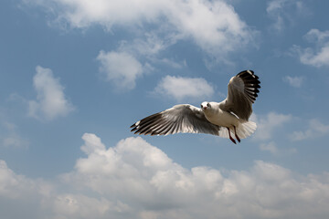 Seagulls flying in the blue sky, chasing after food to eat at Bangpu, Thailand.