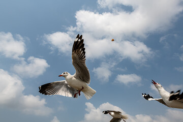 Seagulls flying in the blue sky, chasing after food to eat at Bangpu, Thailand.