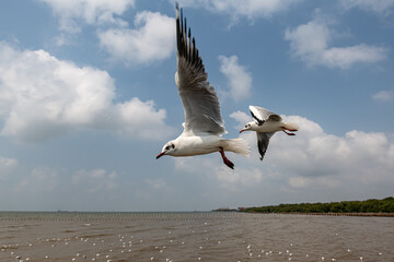 Seagulls flying in the blue sky, chasing after food to eat at Bangpu, Thailand.