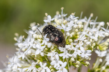 Un insecte posé sur une grappe de fleurs blanches