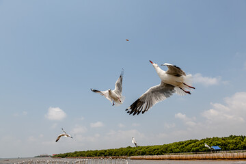 Seagulls flying in the blue sky, chasing after food to eat at Bangpu, Thailand.