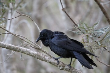 Australian Flora & Fauna