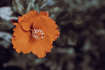 bright orange hibiscus flowers with a blurred background. (also known as rose of Althea or Sharon, rose mallow) 