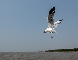 Seagulls flying in the blue sky, chasing after food to eat at Bangpu, Thailand.