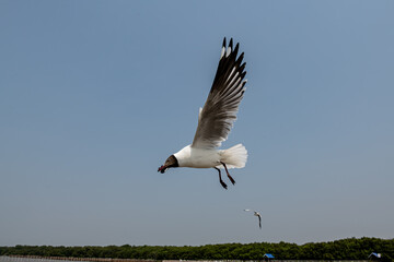 Seagulls flying in the blue sky, chasing after food to eat at Bangpu, Thailand.