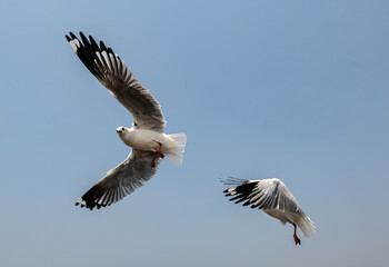 Seagulls flying in the blue sky, chasing after food to eat at Bangpu, Thailand.