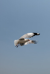 Seagulls flying in the blue sky, chasing after food to eat at Bangpu, Thailand.