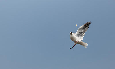 Seagulls flying in the blue sky, chasing after food to eat at Bangpu, Thailand.