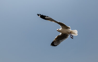 Seagulls flying in the blue sky, chasing after food to eat at Bangpu, Thailand.