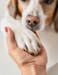 Dog paws with a spot in the form of heart and human hand close up, top view. Conceptual image of friendship, trust, love, the help between the person and a dog