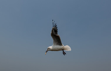 Seagulls flying in the blue sky, chasing after food to eat at Bangpu, Thailand.