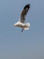 Seagulls flying in the blue sky, chasing after food to eat at Bangpu, Thailand.