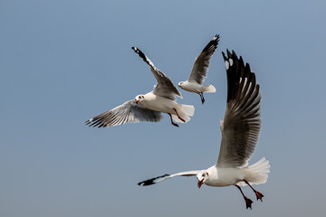 Seagulls flying in the blue sky, chasing after food to eat at Bangpu, Thailand.